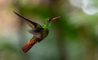 hummingbird in flight