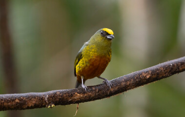 Olive Backed Euphonia