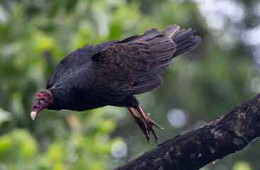 turkey vulture in the wild
