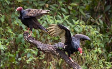 Turkey vulture