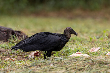 Black vulture on the ground
