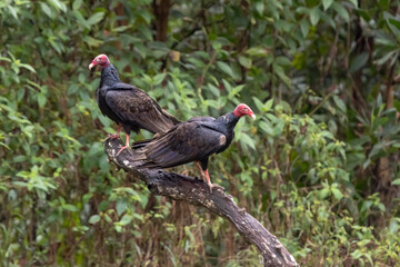 turkey vultures