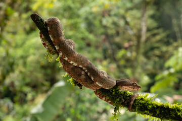 Pit viper