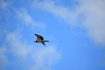 Fish Hawk Bird Flying and Gliding in Summer Skies