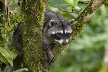 raccoon on tree © Raphael