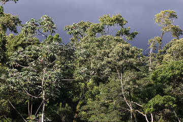 Rainforest in Costa Rica