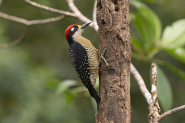 Black Cheeked Woodpecker