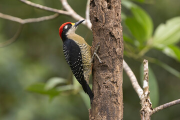 Black Cheeked Woodpecker