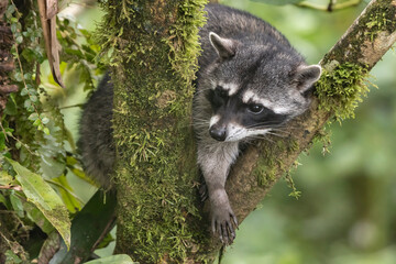 raccoon in the tree © Raphael