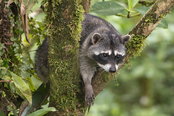 raccoon on a tree