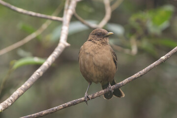 Clay Colored Thrush