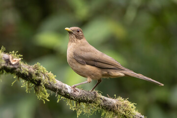 Clay Colored Thrush
