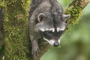 raccoon in the tree
