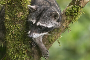 raccoon in the tree