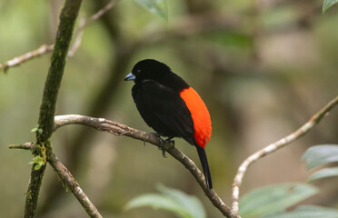 Passerini's Tanager