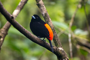 Passerini's Tanager