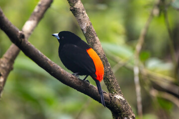 Passerini's Tanager