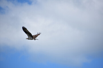 Flying Osprey Bird with White Wispy Clouds