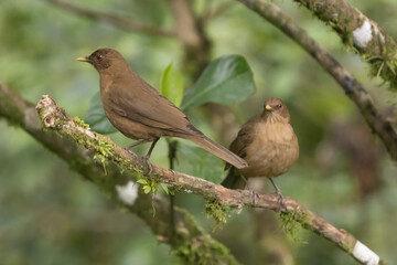 Clay colored thrush