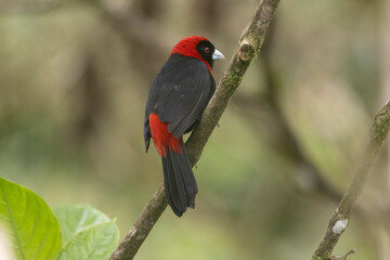Crimson Tanager