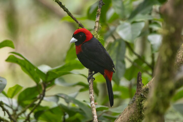 Crimson Tanager