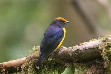 Tawny Capped Euphonia