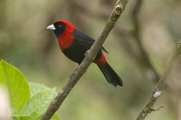 Crimson Tanager