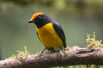 Tawny Capped Euphonia