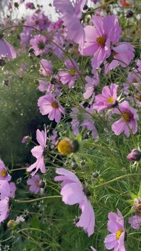 Beautiful Cosmos flowers bed 