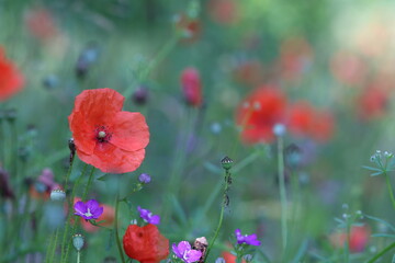 Obraz premium fiori di papavero in primavera