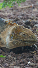 Vertical image of Side profile of an adult yellow land iguana, iguana terrestre on a rock at South Plaza Island, Galapagos, Ecuador.
