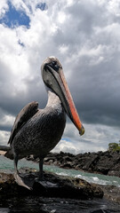 Vertical image of Close up of brown pelican on rock at beach of Galapagos Islands, Ecuador