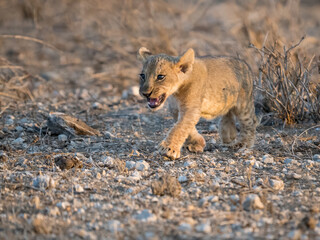 Lion Cub In The Grass