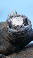 Vertical image of Close up of a side profile of an adult marine iguana facing the viewer. Blurred or out of focus background.  Location: Galapagos Islands, Ecuador