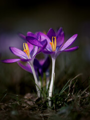 Krokusse