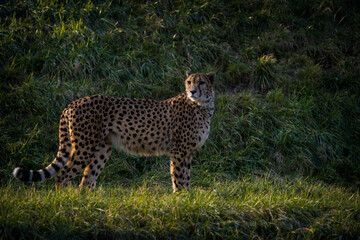 cheetah portrait in nature park