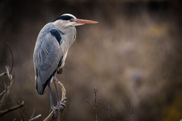 grey heron portrait in nature park