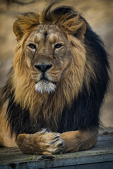 Indian lion portrait in nature park