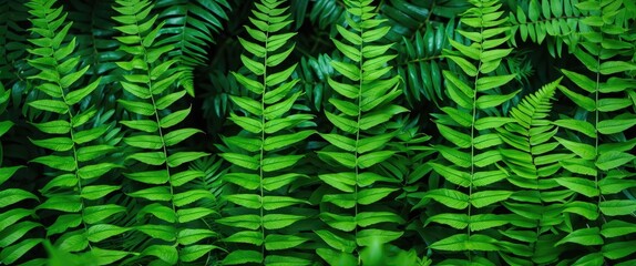 Fototapeta premium Green Fern Leaves Background with Varying Heights in Abundant Nature Setting Copy Space