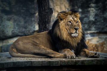 Indian lion portrait in nature park