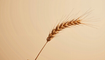 Obraz premium Wheat spike against a warm beige background