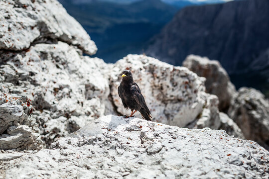 Gracchio alpino, Pyrrhocorax graculus, Dolomites, Italian Alps, Trentino Alto Adige, Italy.