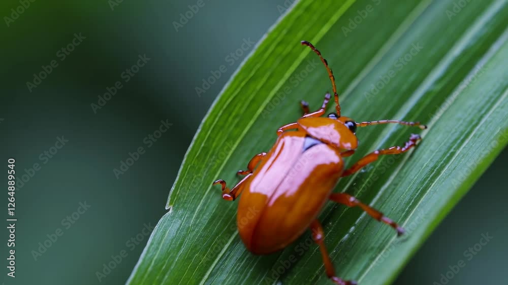 Poster captivating close-up of a vibrant orange beetle on a lush green leaf in a tranquil forest setting