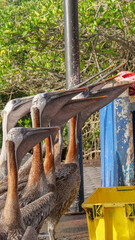 Vertical image of Brown pelicans waiting to be fed by the local fishermen at the fish market.