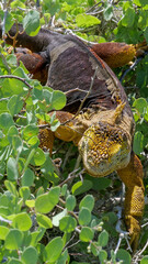 Vertical image of A bright yellow adult land iguana, iguana terrestre in a green bush at South Plaza Island, Galapagos, Ecuador.