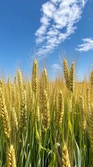 Fototapeta premium Golden wheat field growing under blue sky in palouse region 
