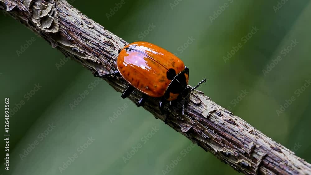 Poster exploring the vibrant orange beetle perched on a twig in a lush green environment