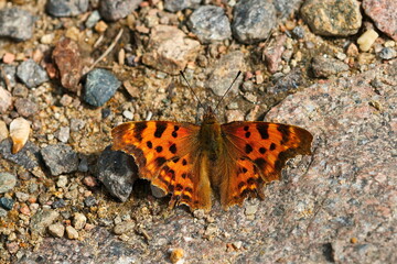 C-Falter beim Sonnenbad	