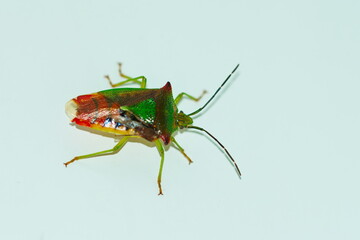  Wipfel-Stachelwanze (Acanthosoma haemorrhoidale)