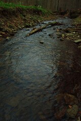 Tranquil forest stream amidst a forested area